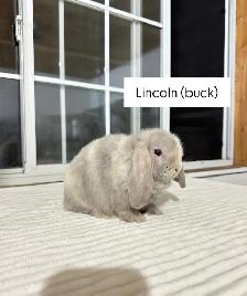 Sweet Holland Lop baby bunnies - Photo 5