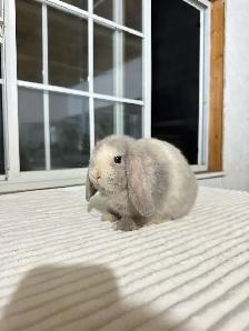 Sweet Holland Lop baby bunnies - Photo 6