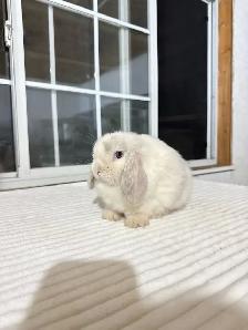 Sweet Holland Lop baby bunnies - Photo 8
