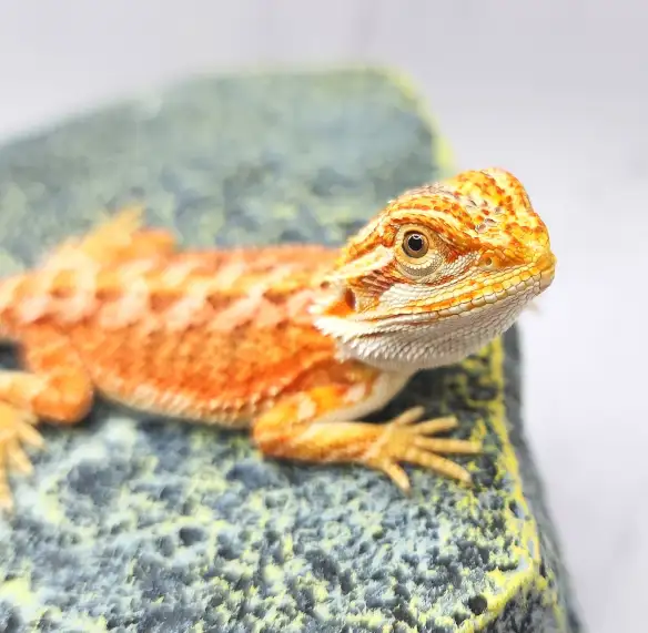dragon barbu bébé rouge, orange, hypo