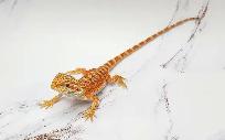 dragon barbu bébé rouge, orange, hypo - Photo 2