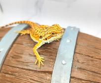 dragon barbu bébé rouge, orange, hypo - Photo 3