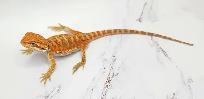 dragon barbu bébé rouge, orange, hypo - Photo 6