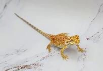 dragon barbu bébé rouge, orange, hypo - Photo 9