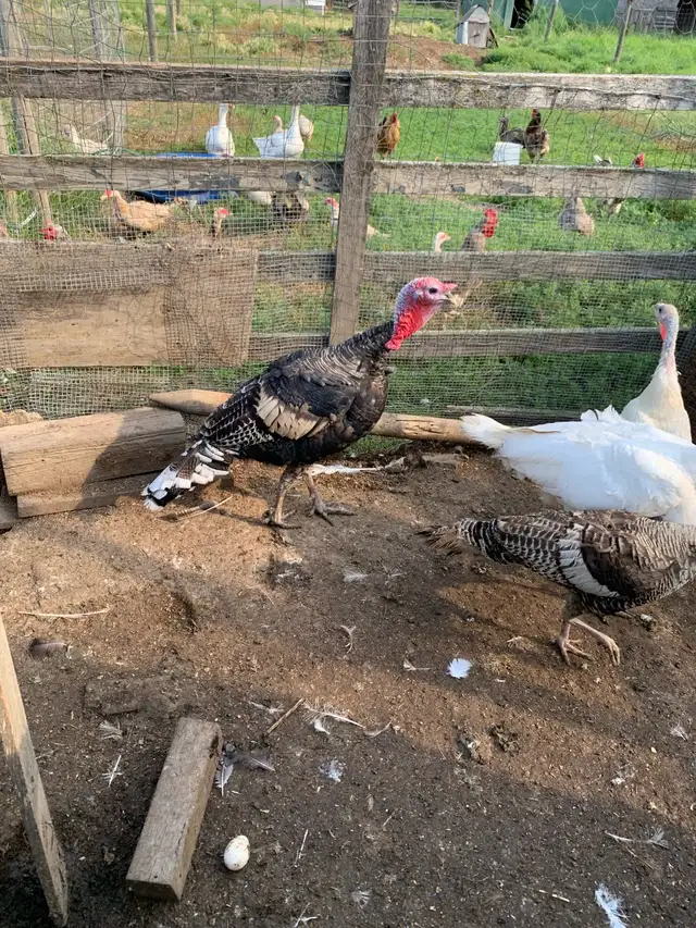 turkey Tom