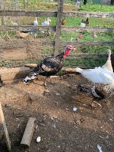turkey Tom