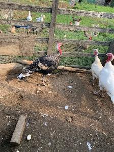 turkey Tom - Photo 2
