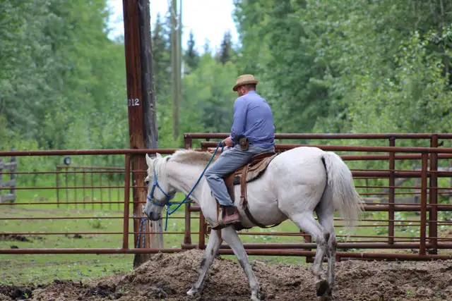 gelding for sale