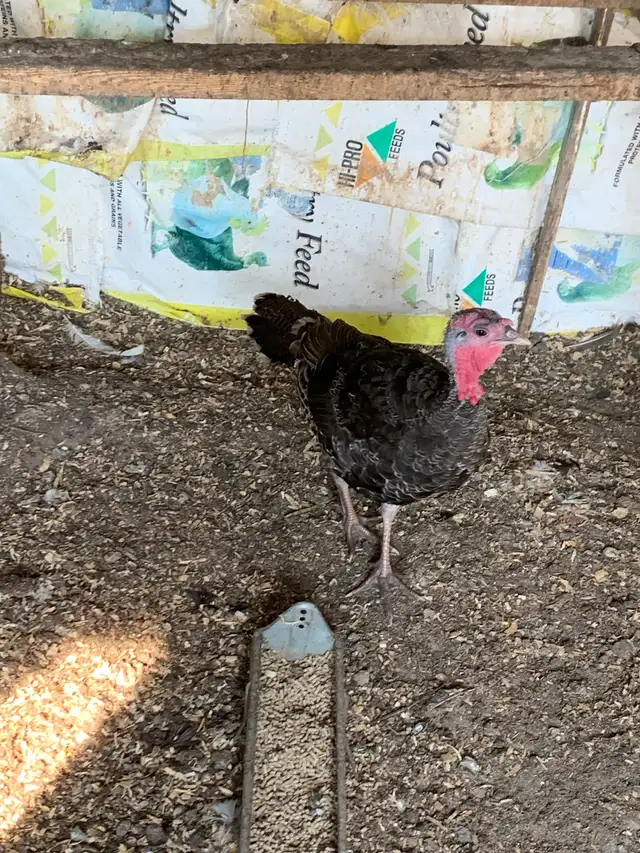 turkey Tom