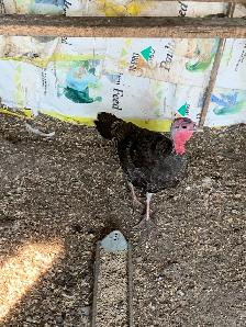 turkey Tom