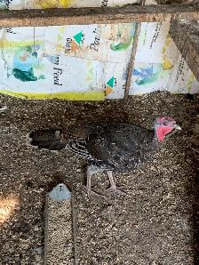turkey Tom - Photo 2