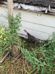 turkey Tom - Photo 3