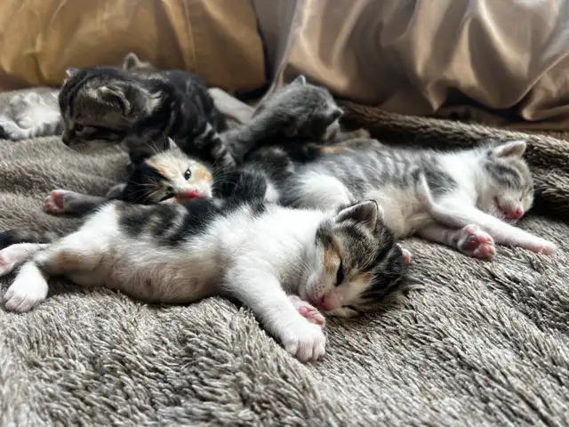 Beautiful healthy kittens