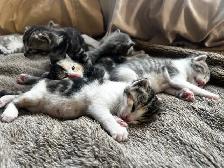 Beautiful healthy kittens