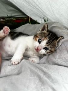 Beautiful healthy kittens - Photo 2