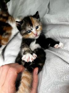 Beautiful healthy kittens - Photo 3