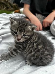 Beautiful healthy kittens - Photo 4