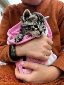 Beautiful healthy kittens - Photo 5