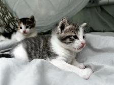 Beautiful healthy kittens - Photo 6