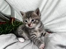 Beautiful healthy kittens - Photo 7