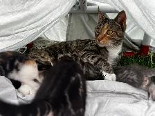 Beautiful healthy kittens - Photo 8