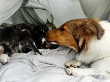 Beautiful healthy kittens - Photo 9