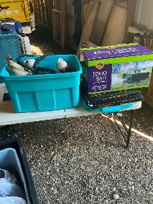 Halloween Decorations & Props - Photo 3