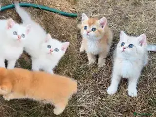 Free kittens!