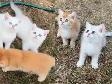 Free kittens!
