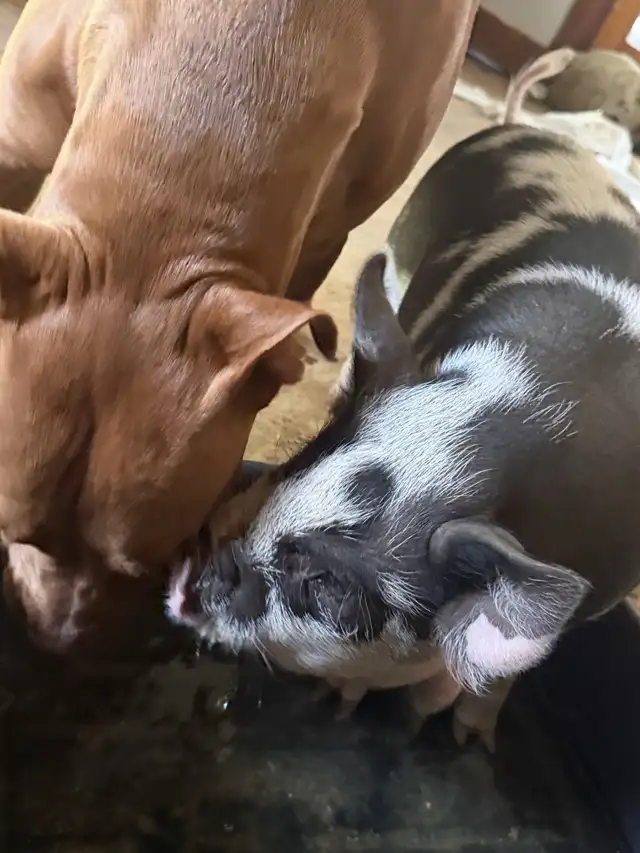 kunekune piglets