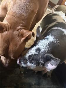 kunekune piglets