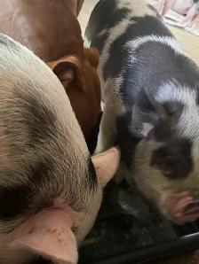 kunekune piglets - Photo 2