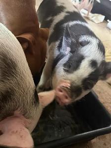 kunekune piglets - Photo 3