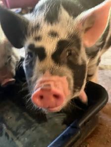kunekune piglets - Photo 4