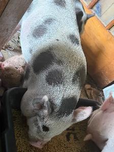 kunekune piglets - Photo 5