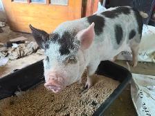 kunekune piglets - Photo 6