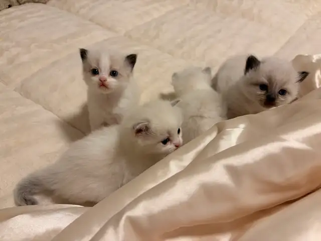 Ragdoll x Himalayan Kittens FOR SALE
