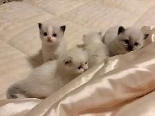 Ragdoll x Himalayan Kittens FOR SALE