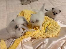 Ragdoll x Himalayan Kittens FOR SALE - Photo 2