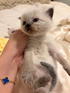 Ragdoll x Himalayan Kittens FOR SALE - Photo 3