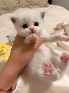 Ragdoll x Himalayan Kittens FOR SALE - Photo 4