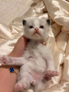 Ragdoll x Himalayan Kittens FOR SALE - Photo 5