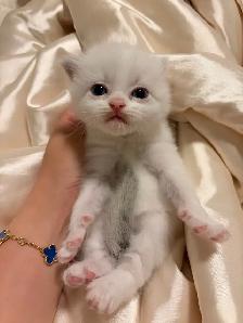 Ragdoll x Himalayan Kittens FOR SALE - Photo 6