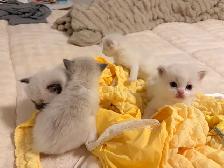 Ragdoll x Himalayan Kittens FOR SALE - Photo 7
