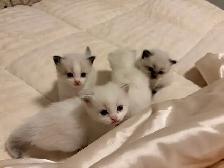 Ragdoll x Himalayan Kittens FOR SALE - Photo 8
