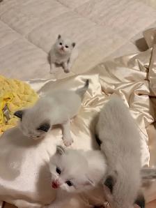 Ragdoll x Himalayan Kittens FOR SALE - Photo 9