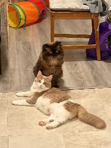 Ragdoll x Himalayan Kittens FOR SALE - Photo 10