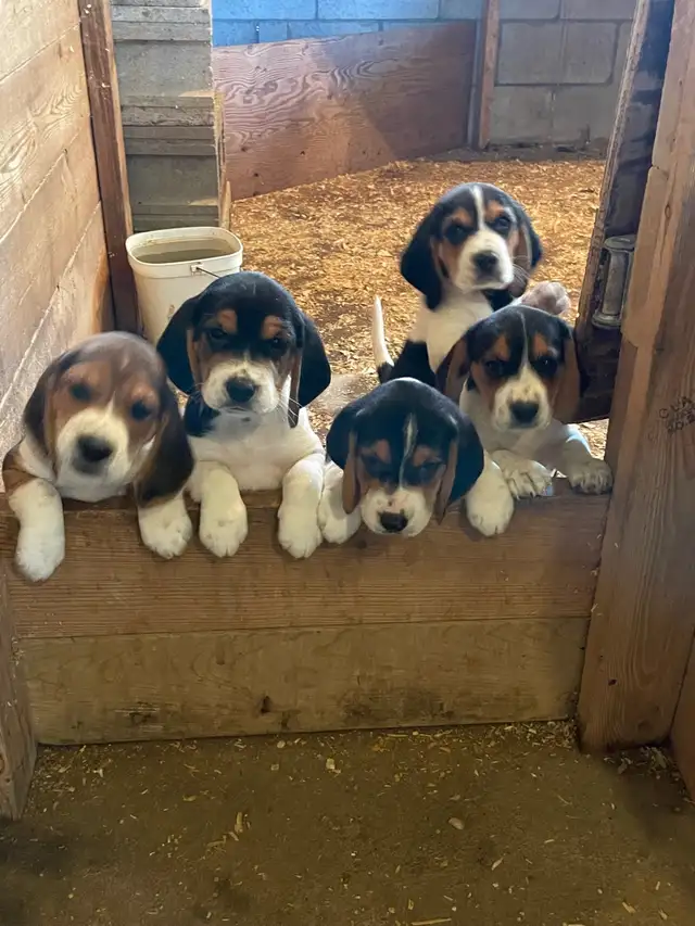 Beagle Puppies