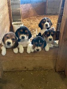 Beagle Puppies