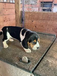 Beagle Puppies - Photo 2